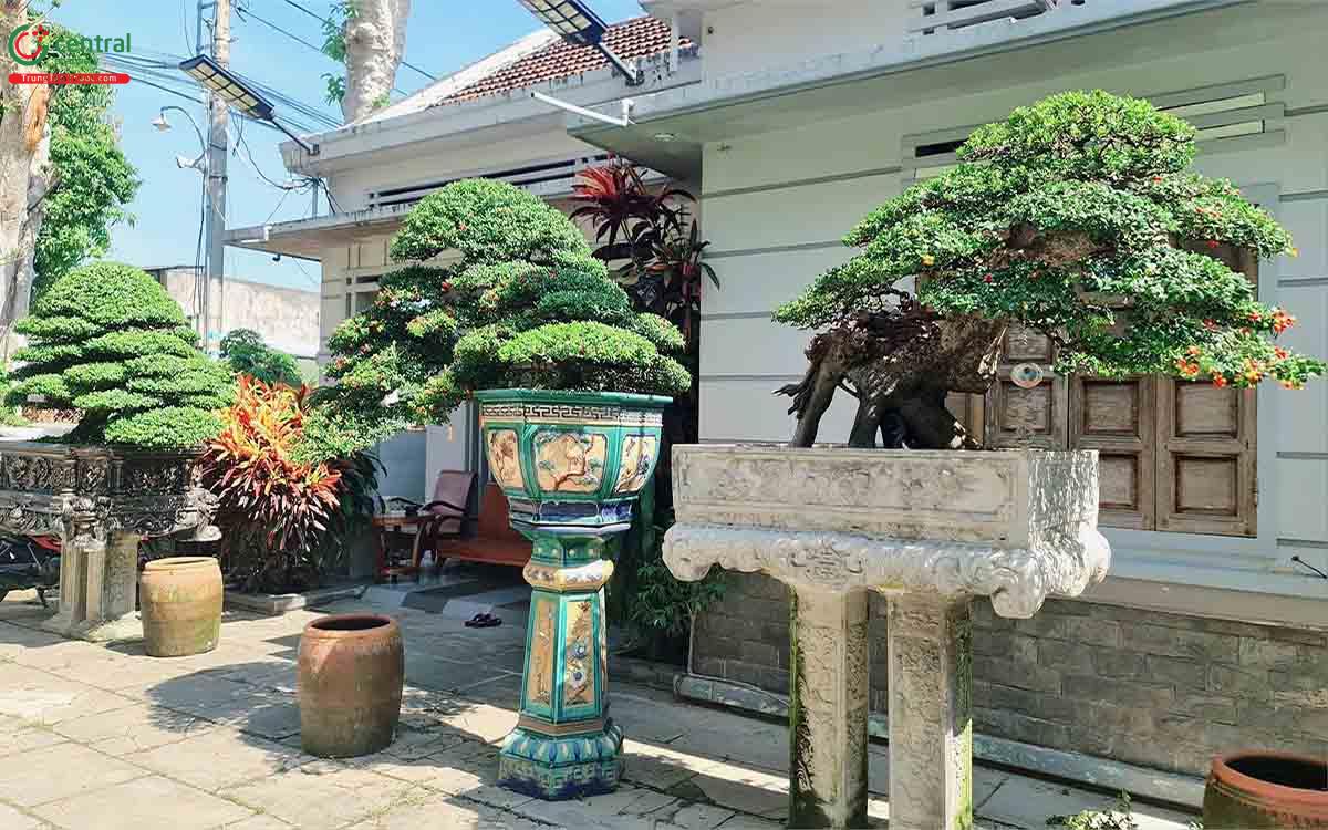 Hình ảnh cây Hải châu bonsai đẹp ở Việt Nam