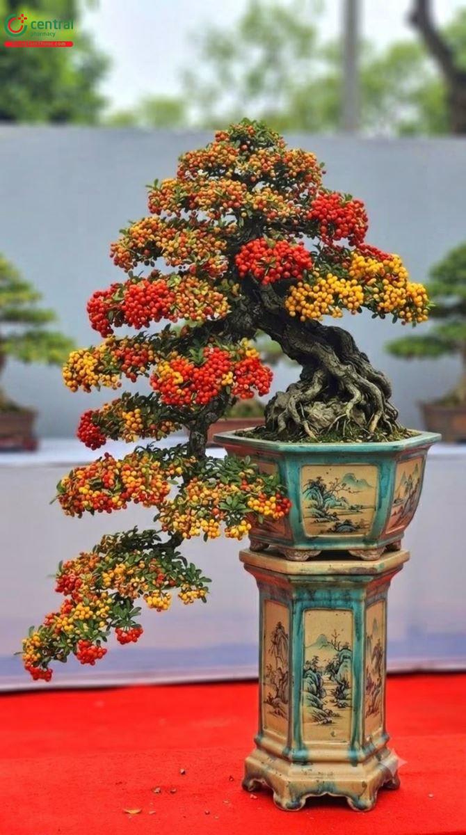 Hình ảnh Cây Hải Châu Bonsai