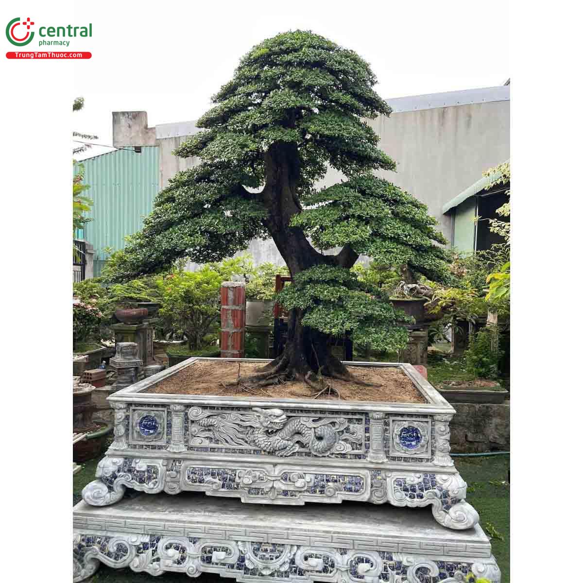 Hình ảnh cây Hải châu bonsai đẹp ở Việt Nam