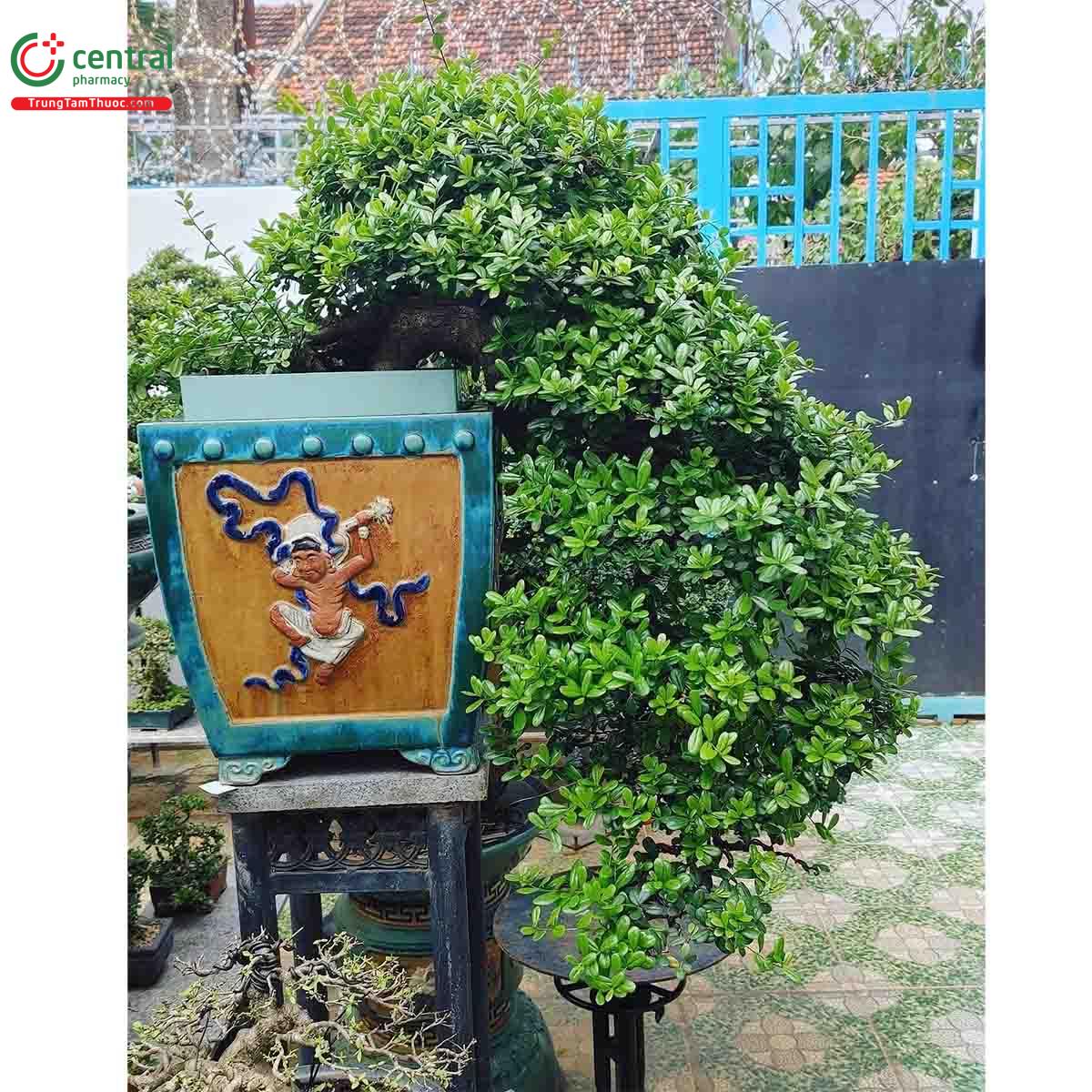 Hình ảnh cây Hải châu bonsai đẹp