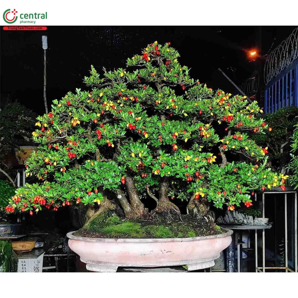 Hình ảnh cây Hải châu bonsai đẹp