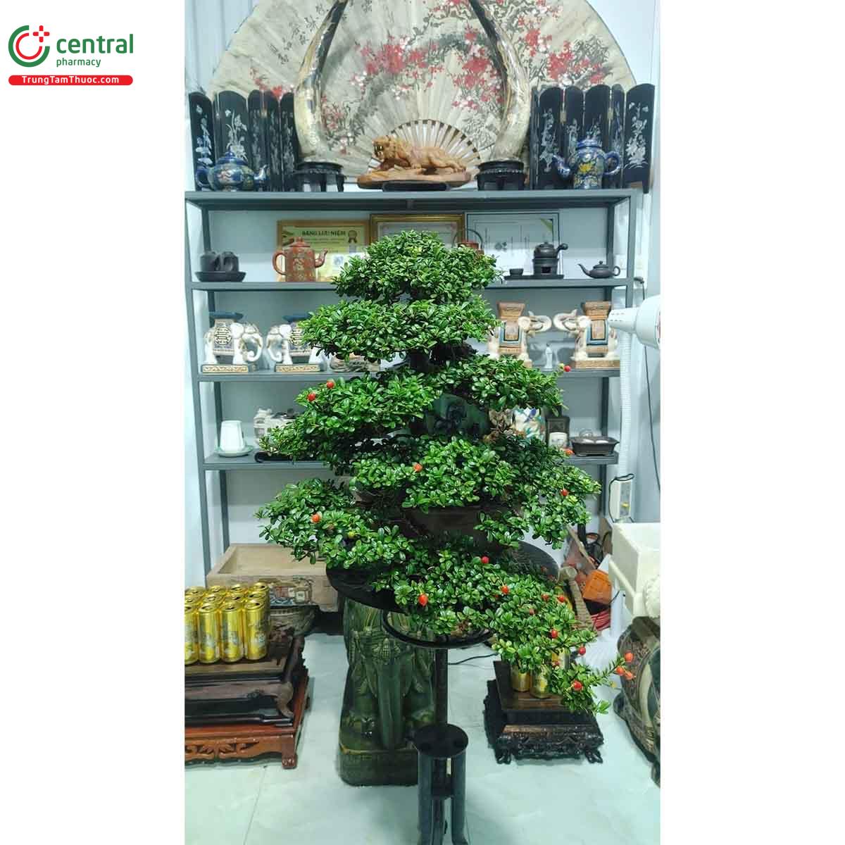 Hình ảnh cây Hải châu bonsai đẹp