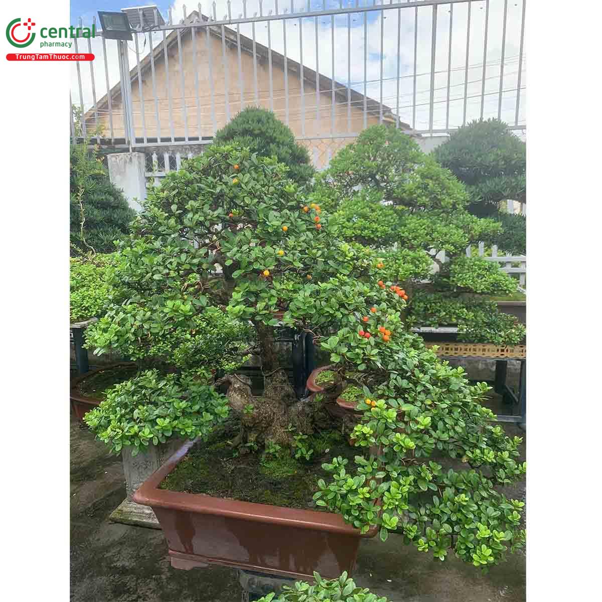 Hình ảnh cây Hải châu bonsai đẹp ở Việt Nam