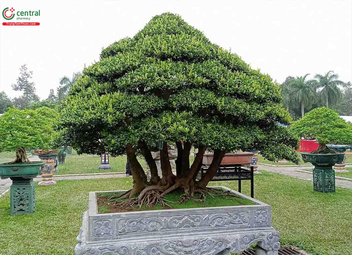 Hình ảnh cây Hải châu bonsai đẹp ở Việt Nam