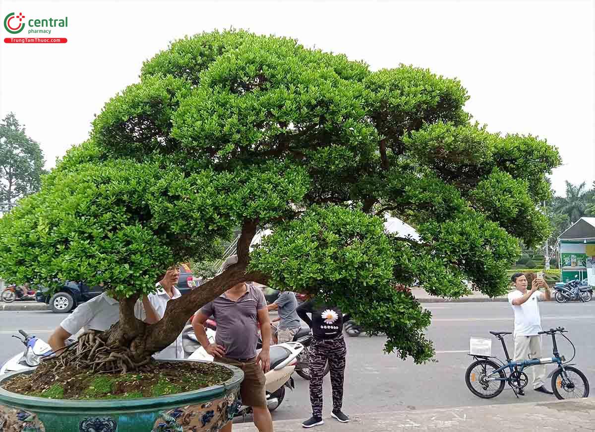 Hình ảnh cây Hải châu bonsai đẹp ở Việt Nam