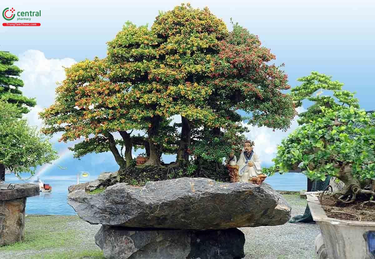 Hình ảnh cây Hải châu bonsai đẹp ở Việt Nam