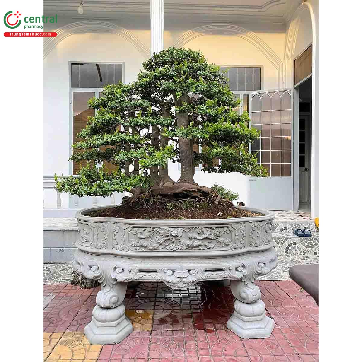 Hình ảnh cây Hải châu bonsai đẹp ở Việt Nam