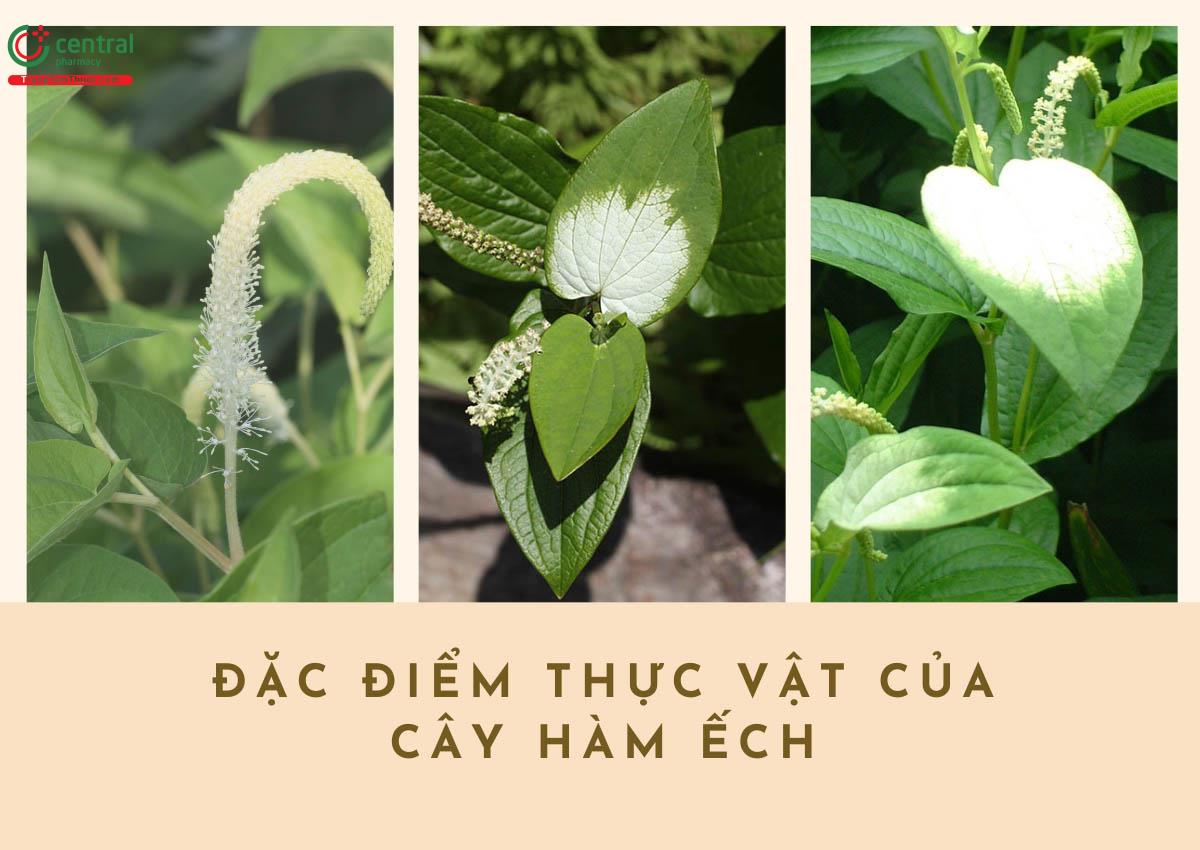 Đặc điểm thực vật của cây Hàm Ếch