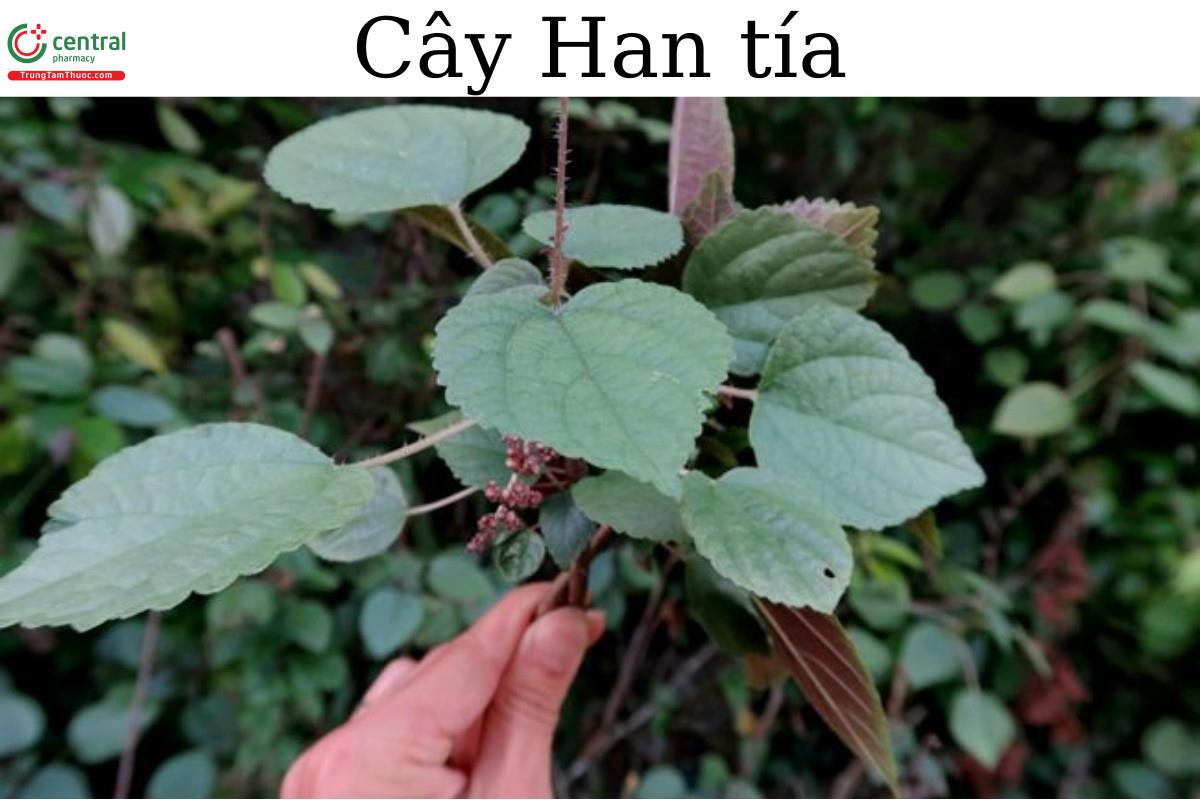 Cây Han tía