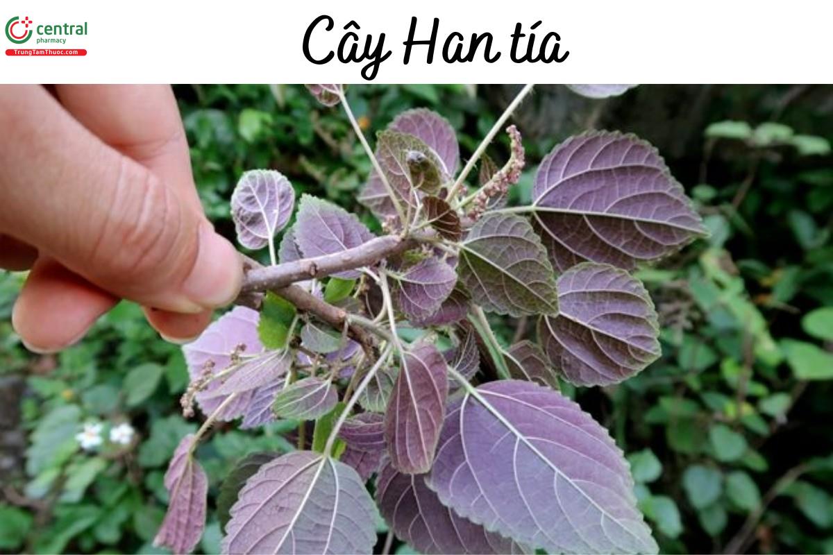 Cây Han tía