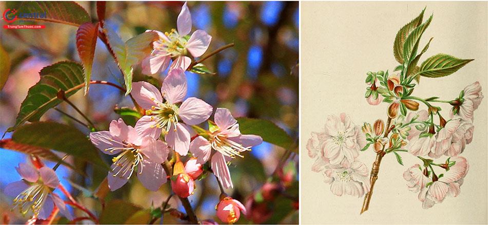 Cây hoa Anh đào - Loài hoa đẹp với nhiều công dụng
