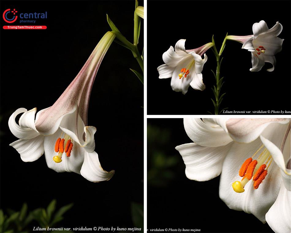 Cây hoa Bách hợp - Loài hoa đẹp có lợi cho sức khỏe