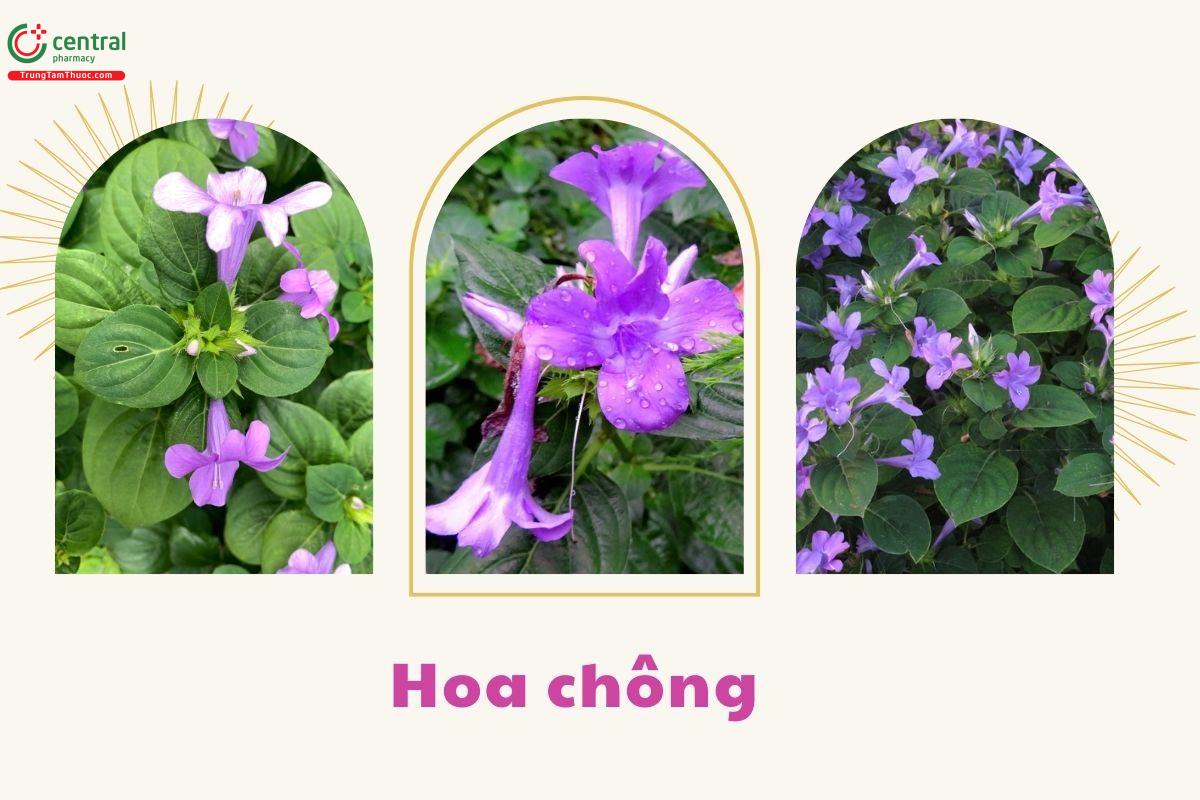 Hình ảnh hoa của cây Hoa chông