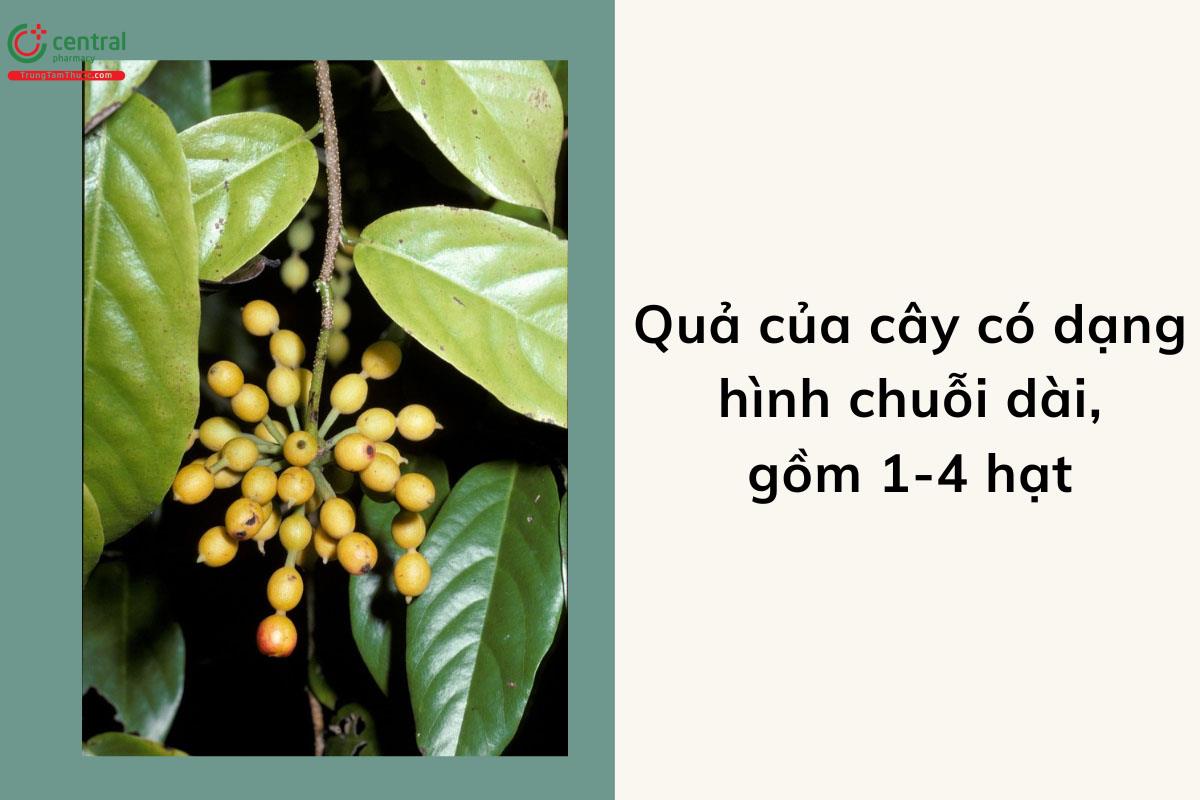 Quả của cây Hoa Giẻ