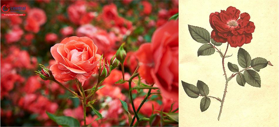 Cây hoa hồng - Loài hoa không chỉ đẹp mà còn có lợi cho sức khỏe