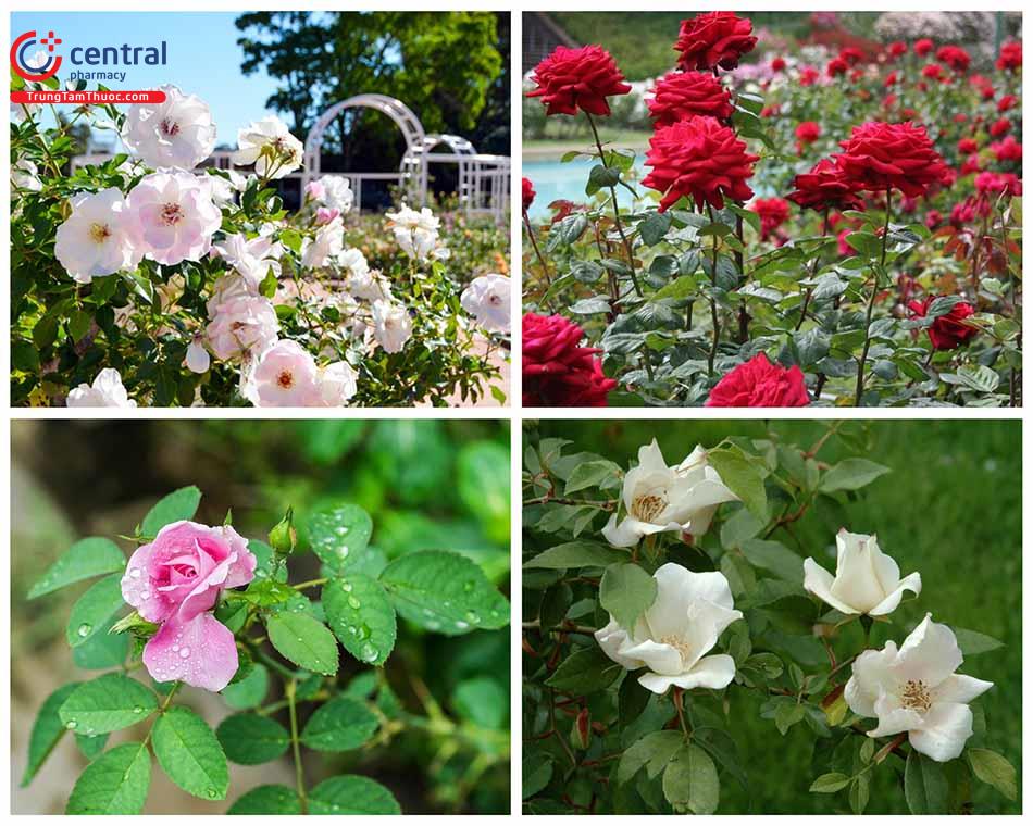 Cây hoa hồng - Loài hoa không chỉ đẹp mà còn có lợi cho sức khỏe