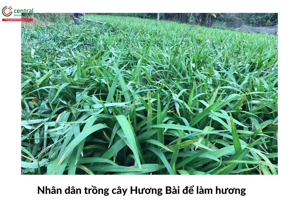 Nhân dân trồng Hương Bài để làm hương