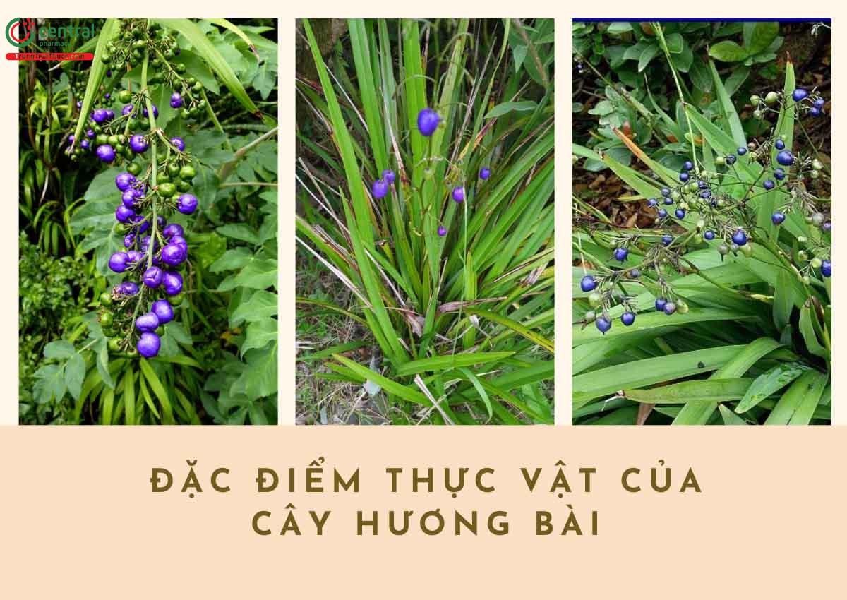 Đặc điểm thực vật của cây Hương Bài