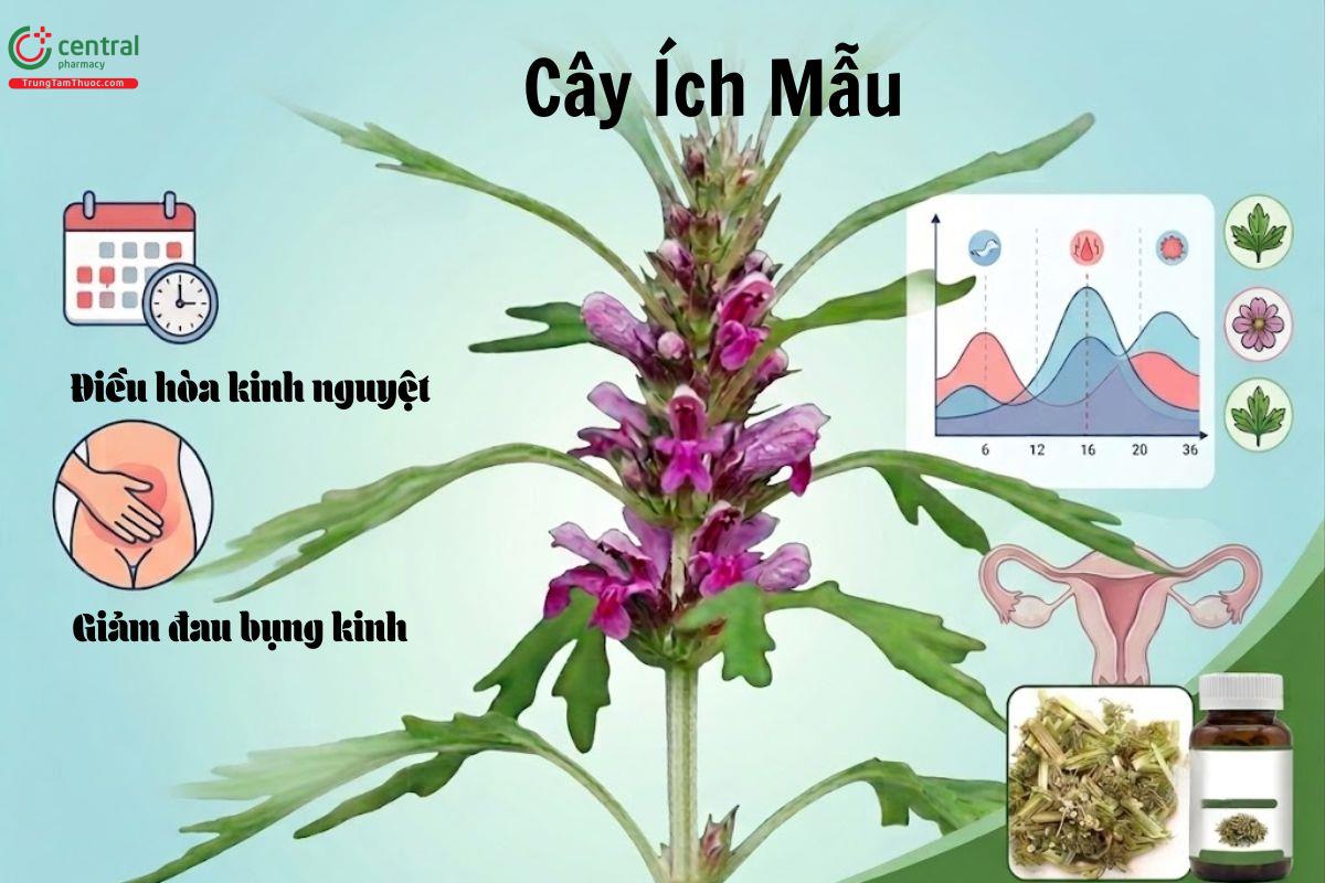 Cây ích mẫu giúp điều hòa kinh nguyệt