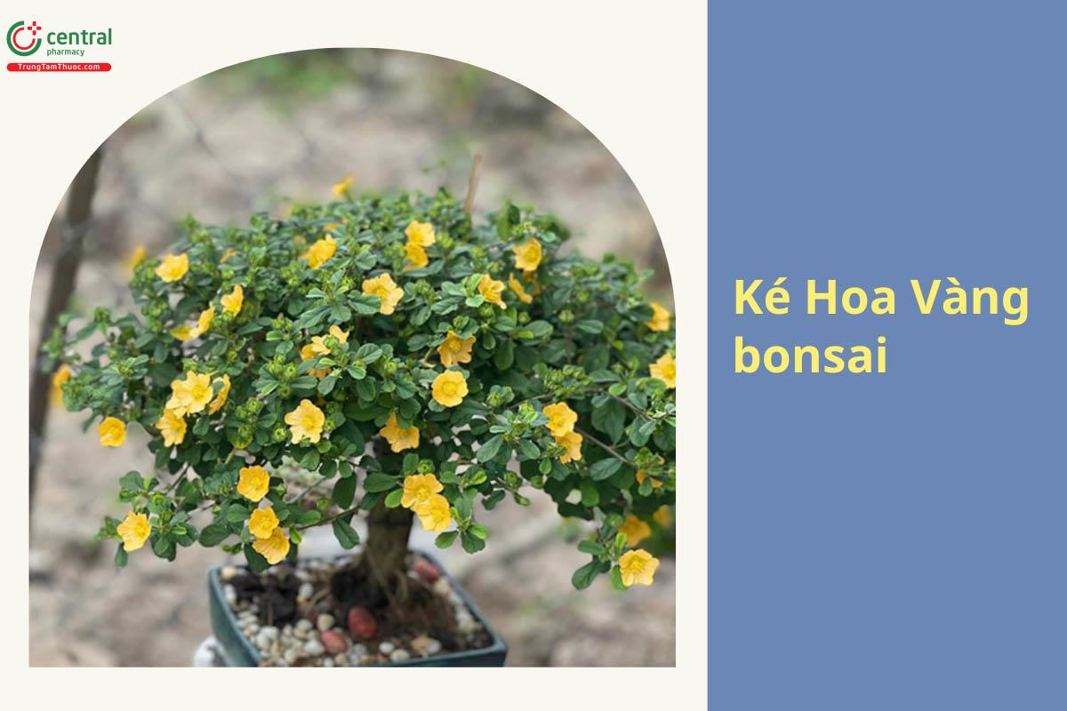 Hình ảnh cây Ké Hoa Vàng bonsai