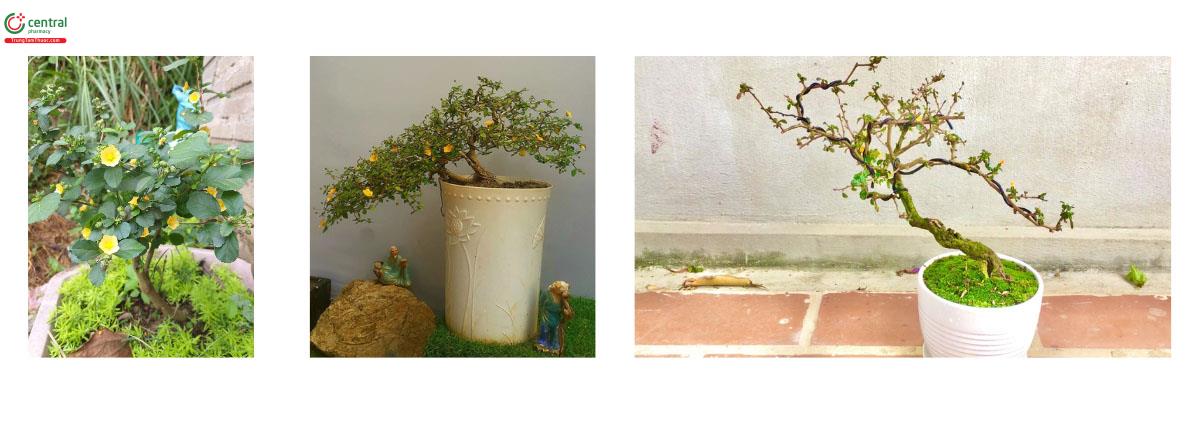Cây Ké Hoa Vàng dáng bonsai đẹp
