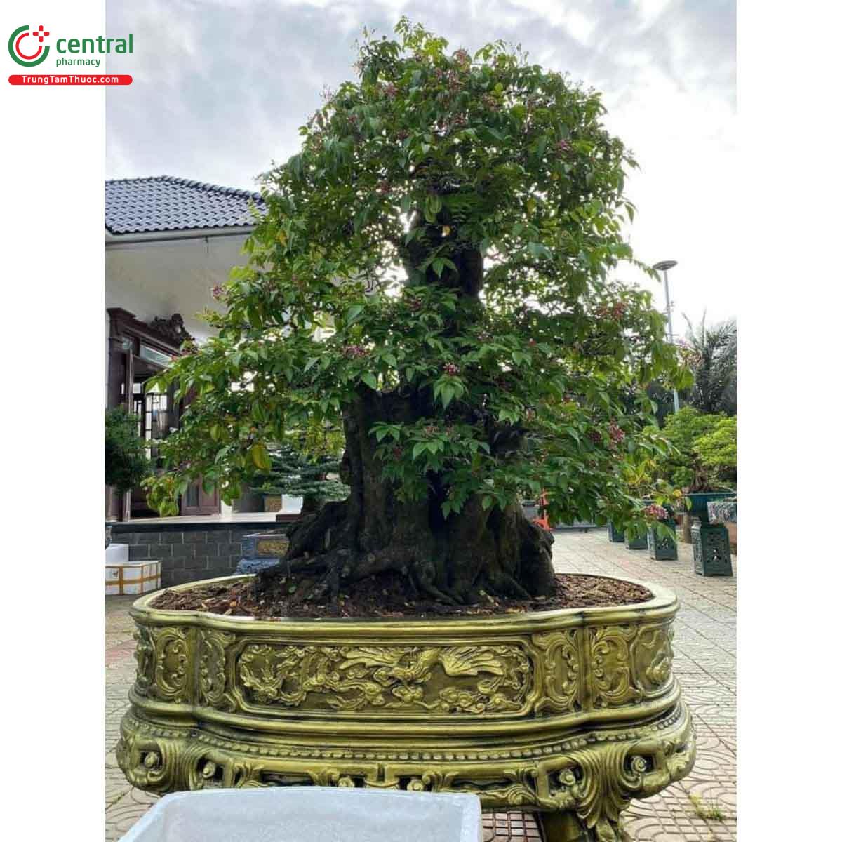 Hình ảnh cây Khế bonsai