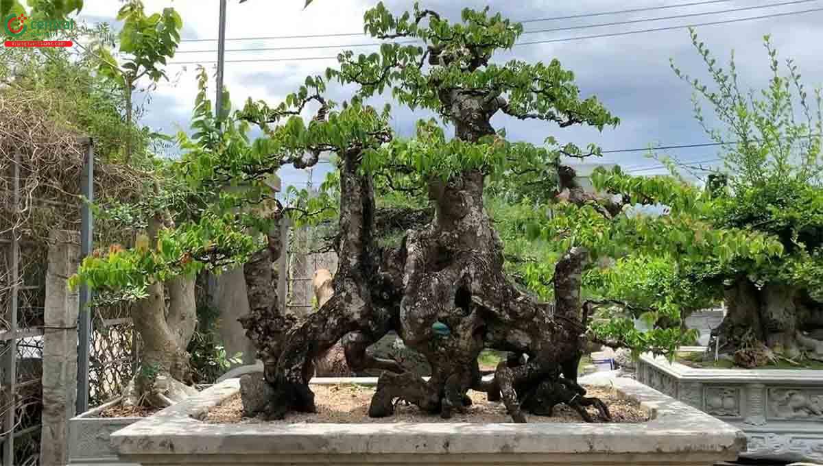 Cây Khế chua bonsai