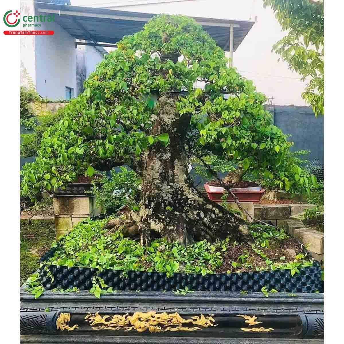 Hình ảnh cây khế bonsai dáng đẹp, độc đáo