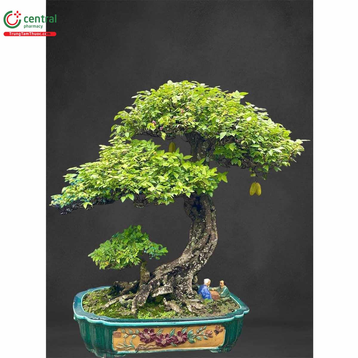 Hình ảnh cây khế bonsai dáng đẹp, độc đáo