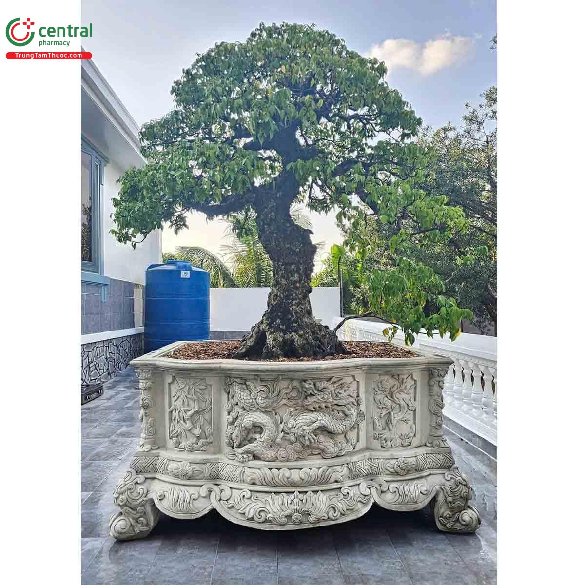 Hình ảnh cây khế bonsai dáng đẹp, độc đáo