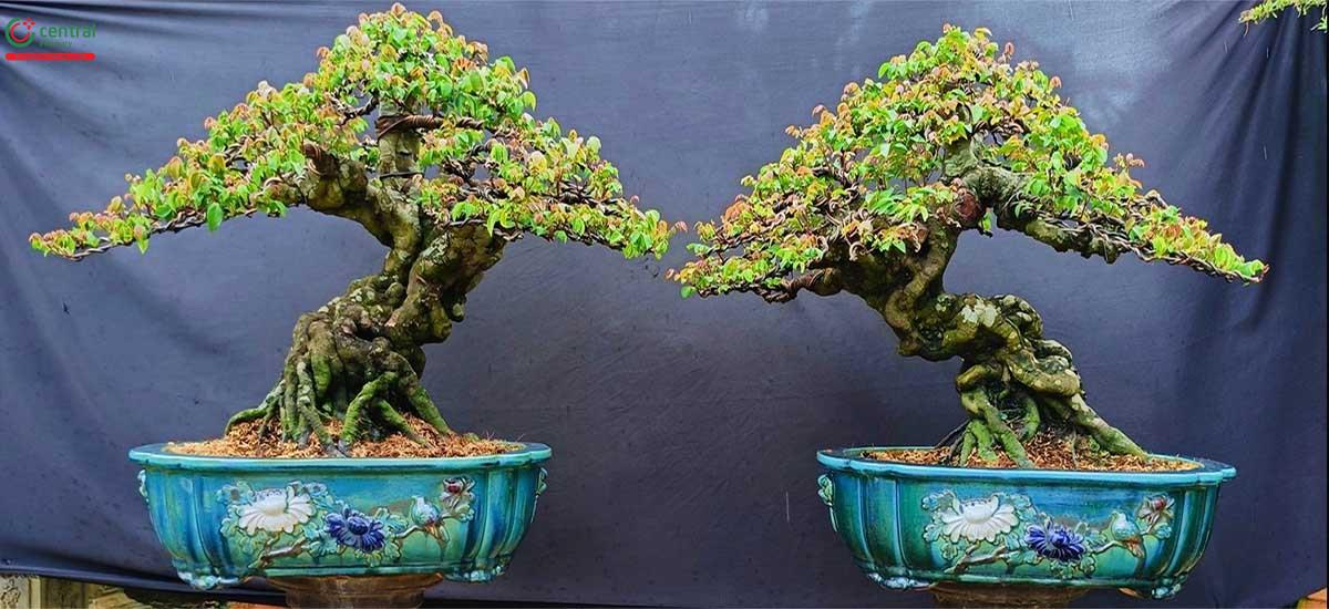 Hình ảnh cây khế bonsai dáng đẹp, độc đáo