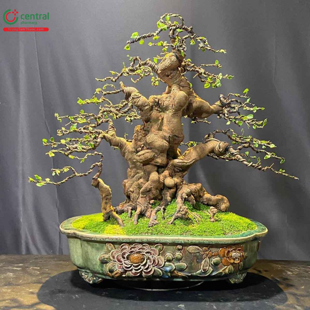 Hình ảnh cây khế bonsai dáng đẹp, độc đáo