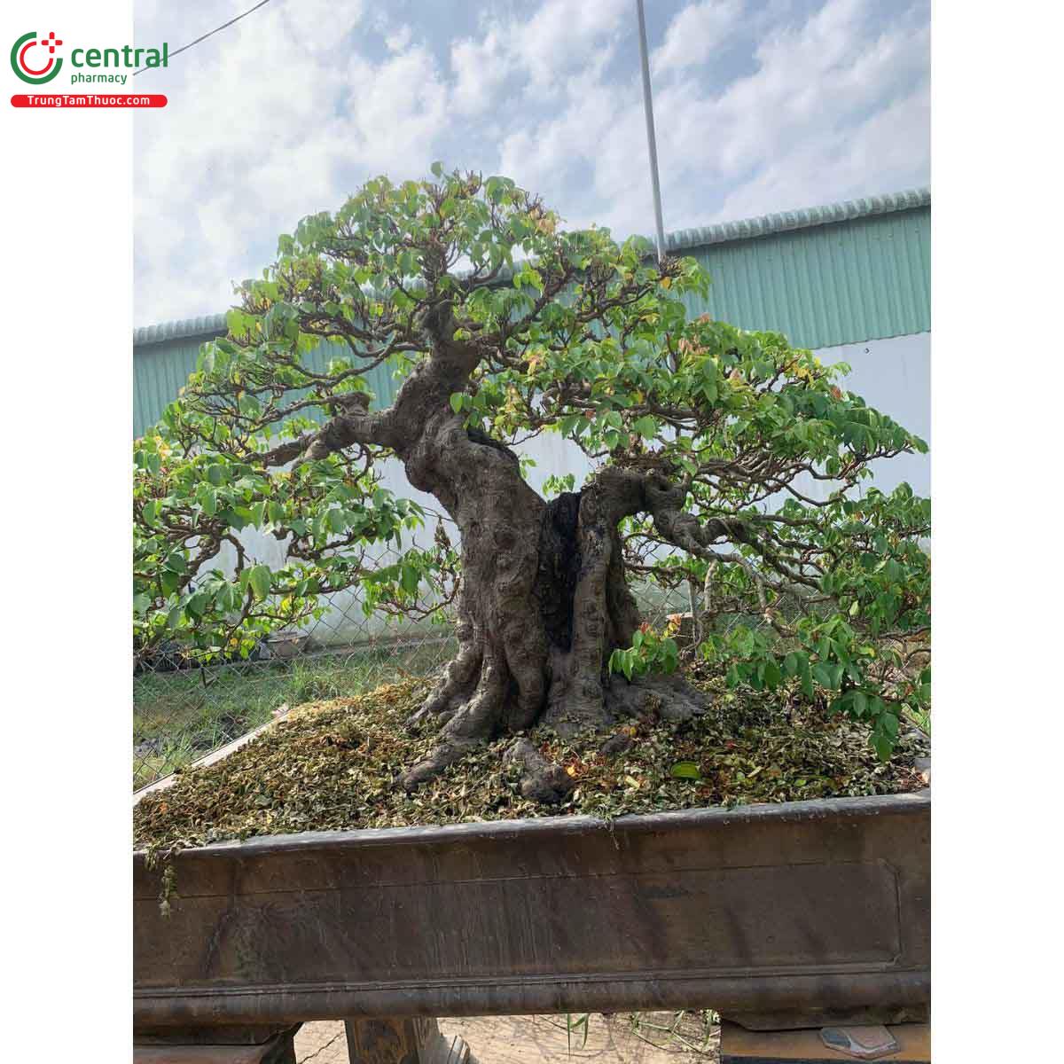 Hình ảnh cây khế bonsai dáng đẹp, độc đáo