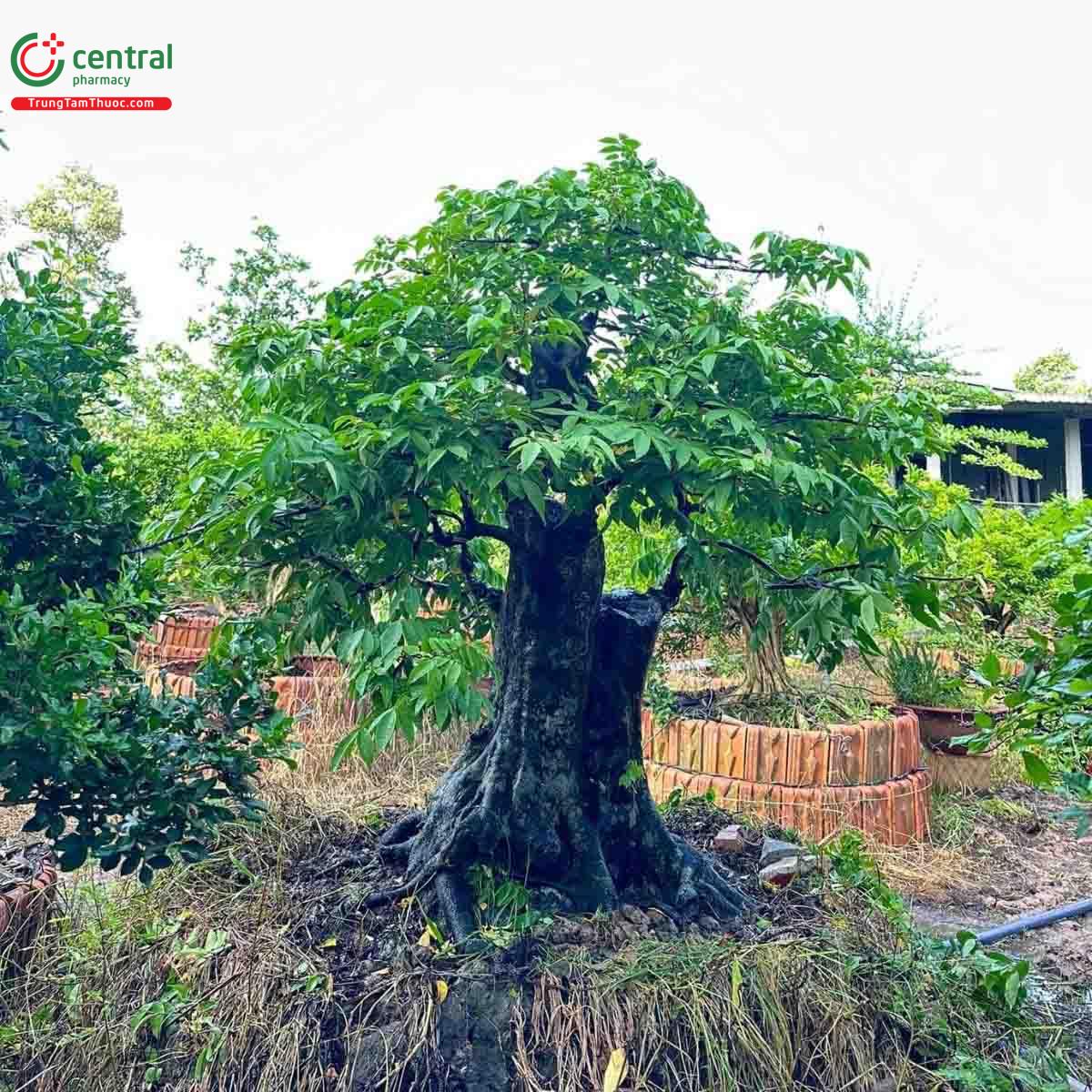 Hình ảnh cây khế bonsai dáng đẹp, độc đáo