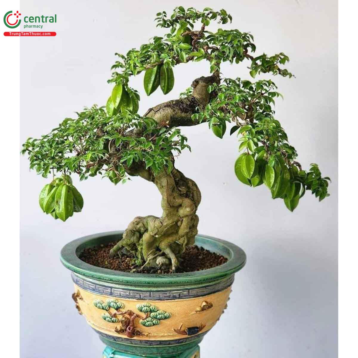 Hình ảnh cây khế bonsai dáng đẹp, độc đáo