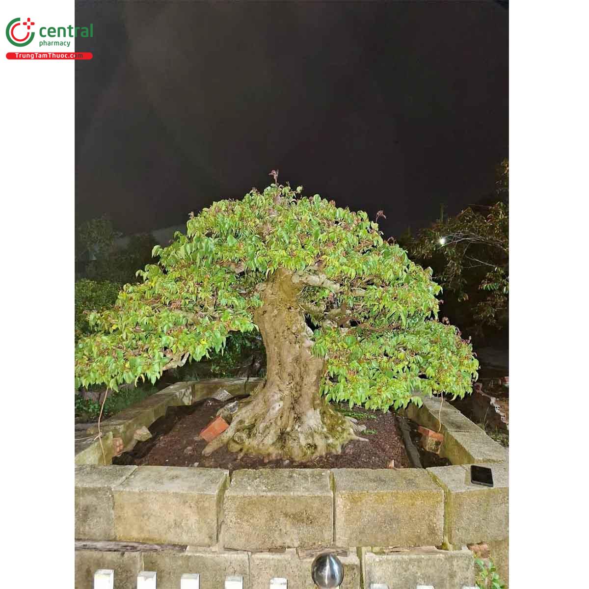 Hình ảnh cây khế bonsai dáng đẹp, độc đáo