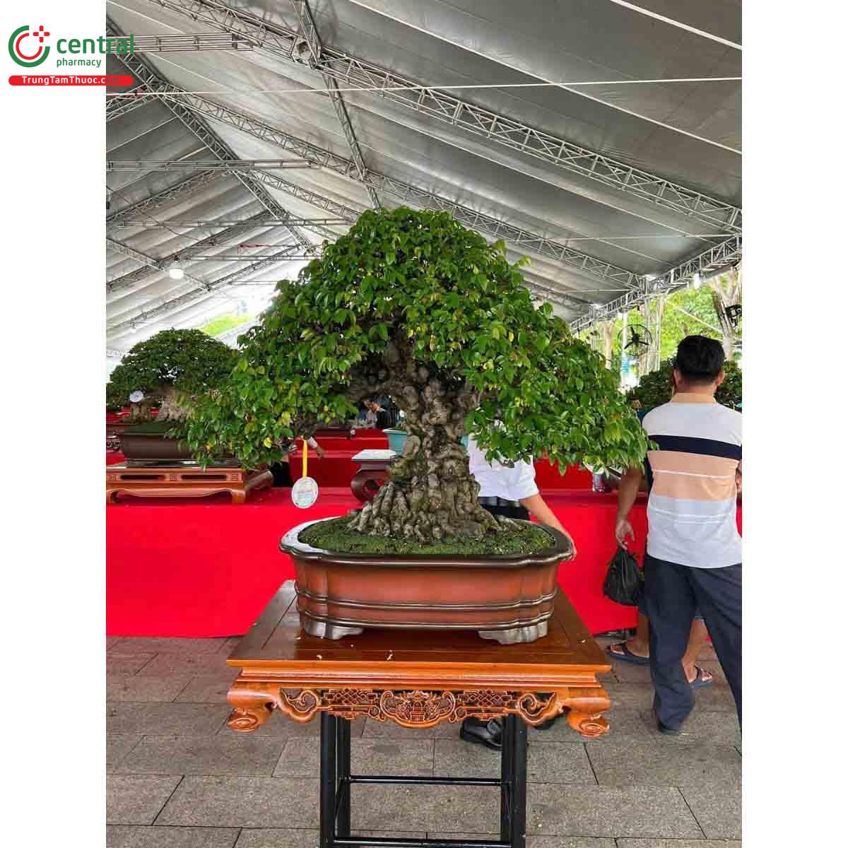 Hình ảnh cây khế bonsai dáng đẹp, độc đáo