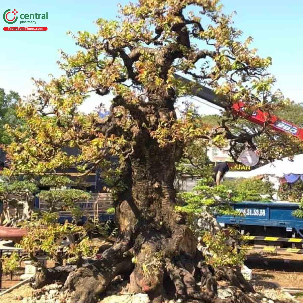 Hình ảnh cây khế bonsai dáng đẹp, độc đáo