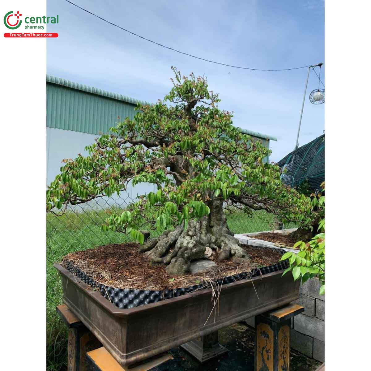 Hình ảnh cây khế bonsai dáng đẹp, độc đáo