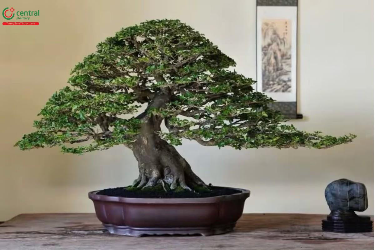 Hình ảnh cây Kim Quýt