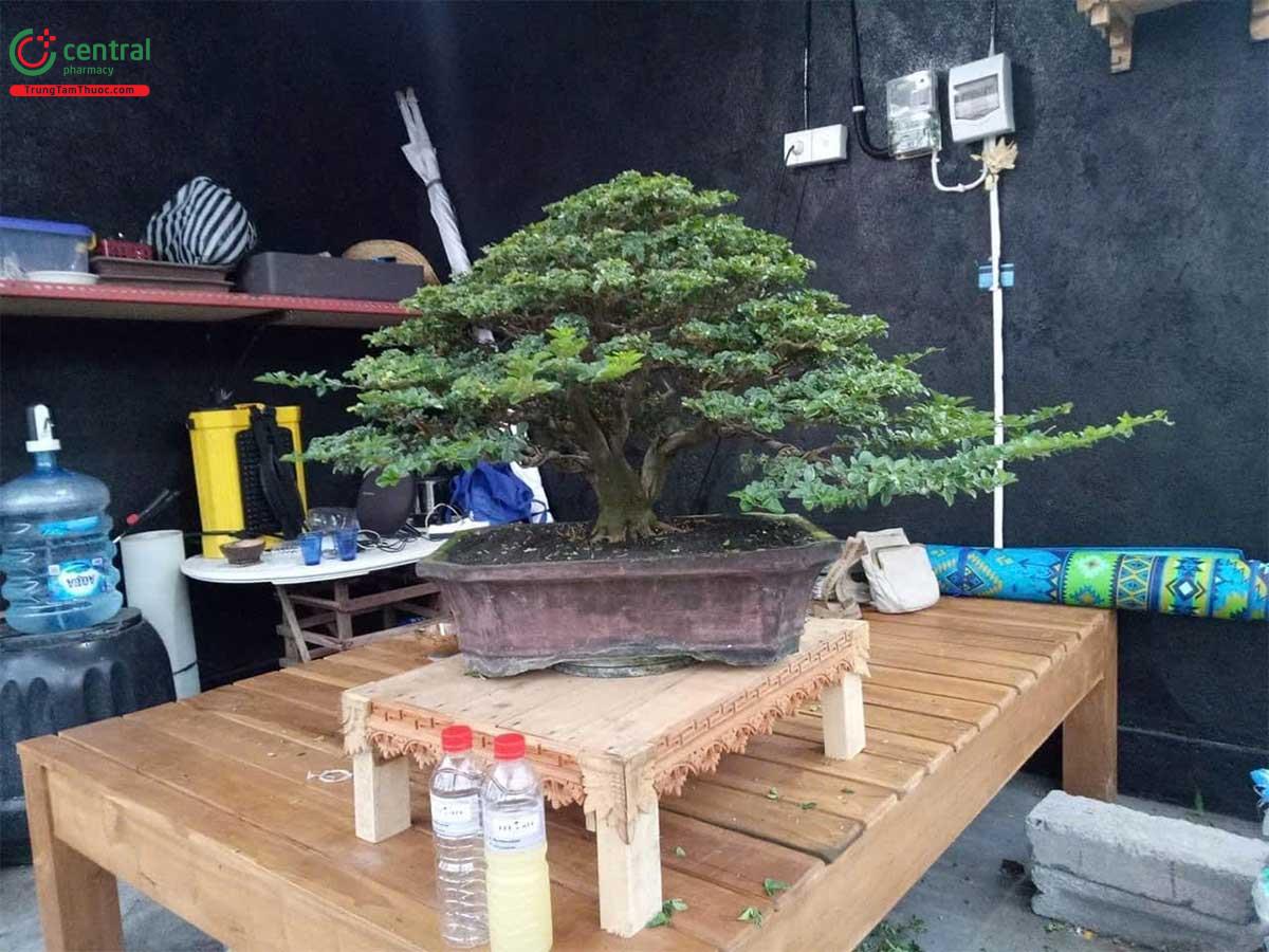 Hình ảnh của cây Kim quýt bonsai đẹp ở Việt Nam