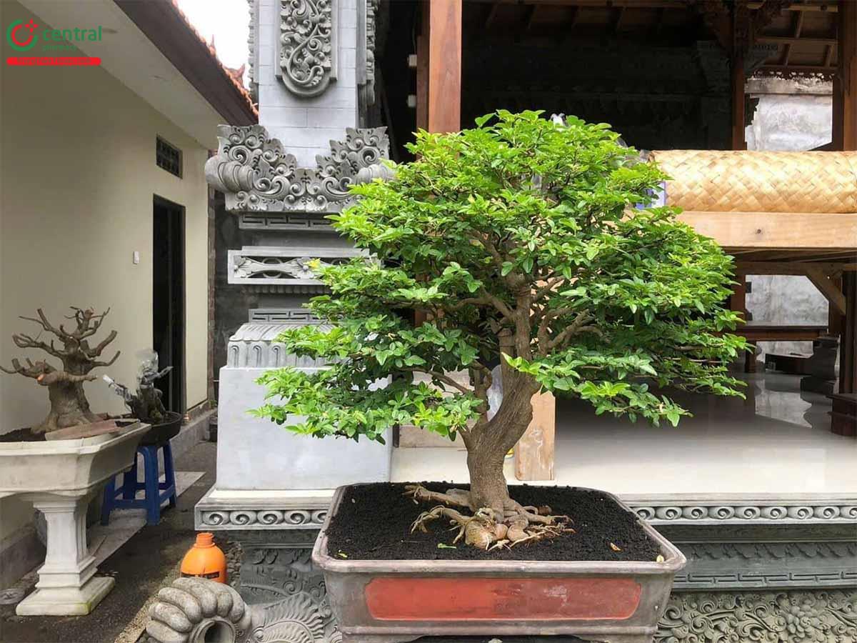 Hình ảnh của cây Kim quýt bonsai đẹp ở Việt Nam