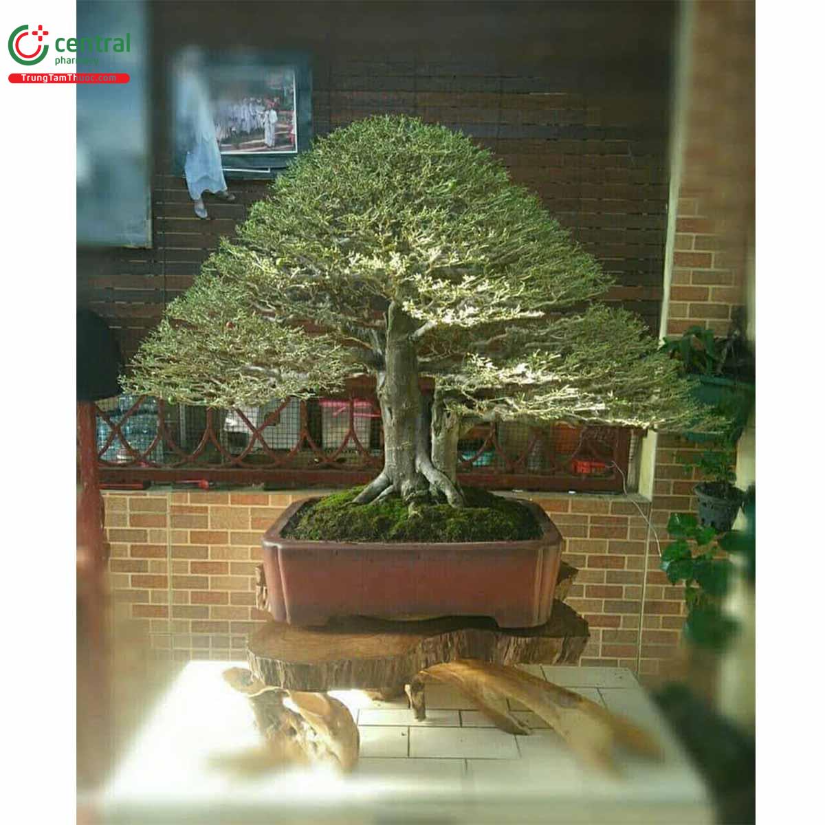 Hình ảnh của cây Kim quýt bonsai đẹp ở Việt Nam