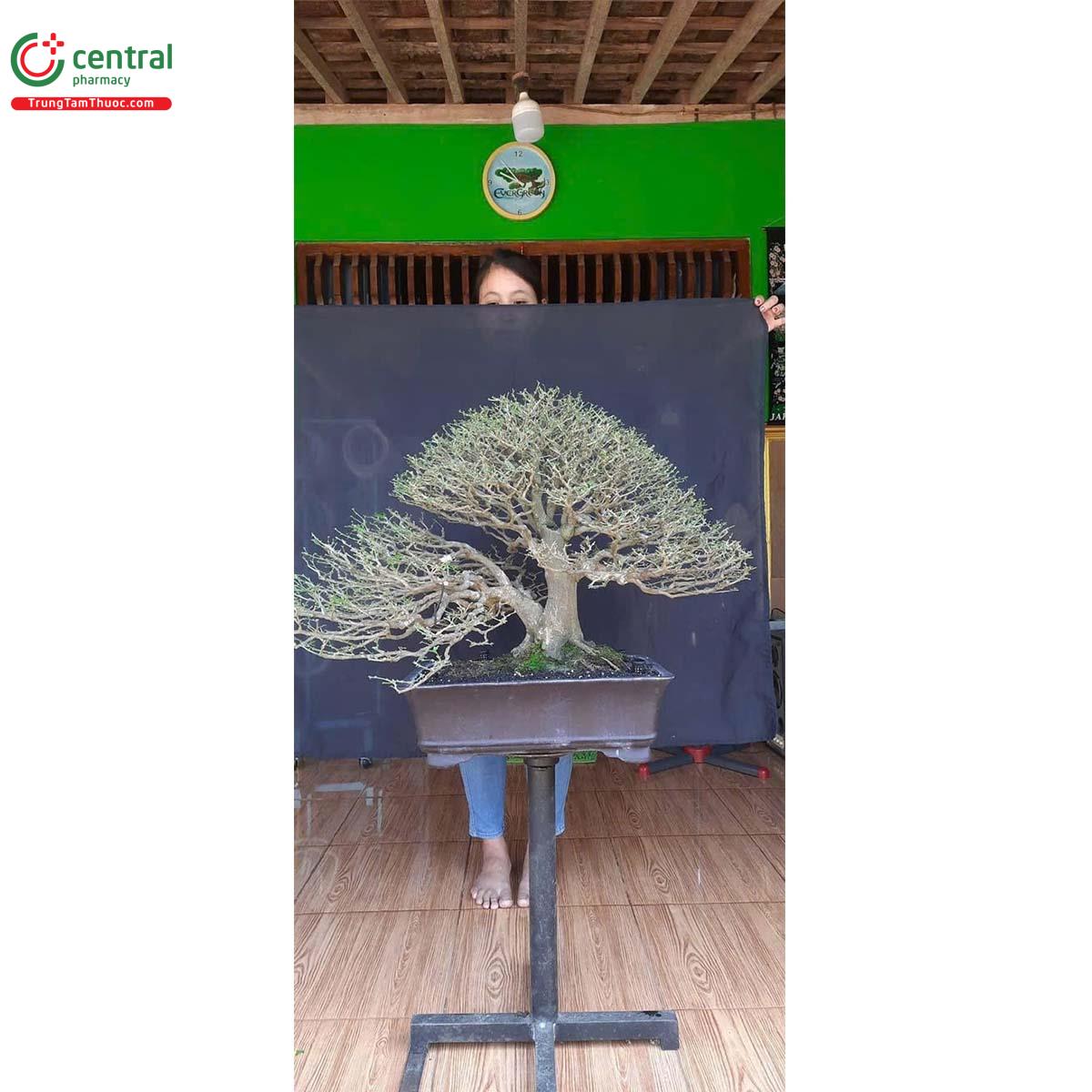 Hình ảnh của cây Kim quýt bonsai đẹp ở Việt Nam