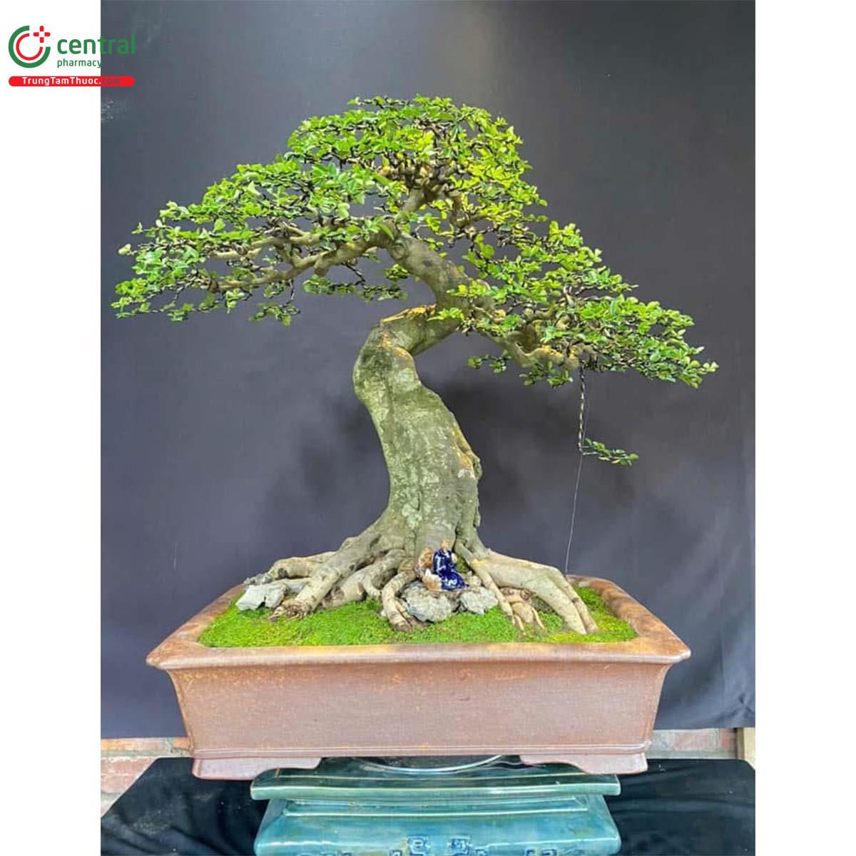 Hình ảnh của cây Kim quýt bonsai đẹp ở Việt Nam