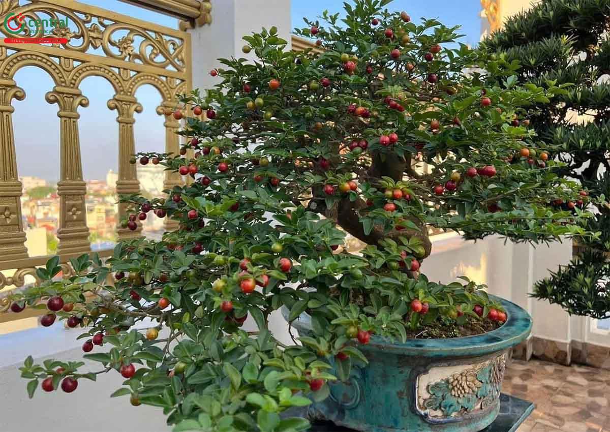 Hình ảnh của cây Kim quýt bonsai đẹp ở Việt Nam