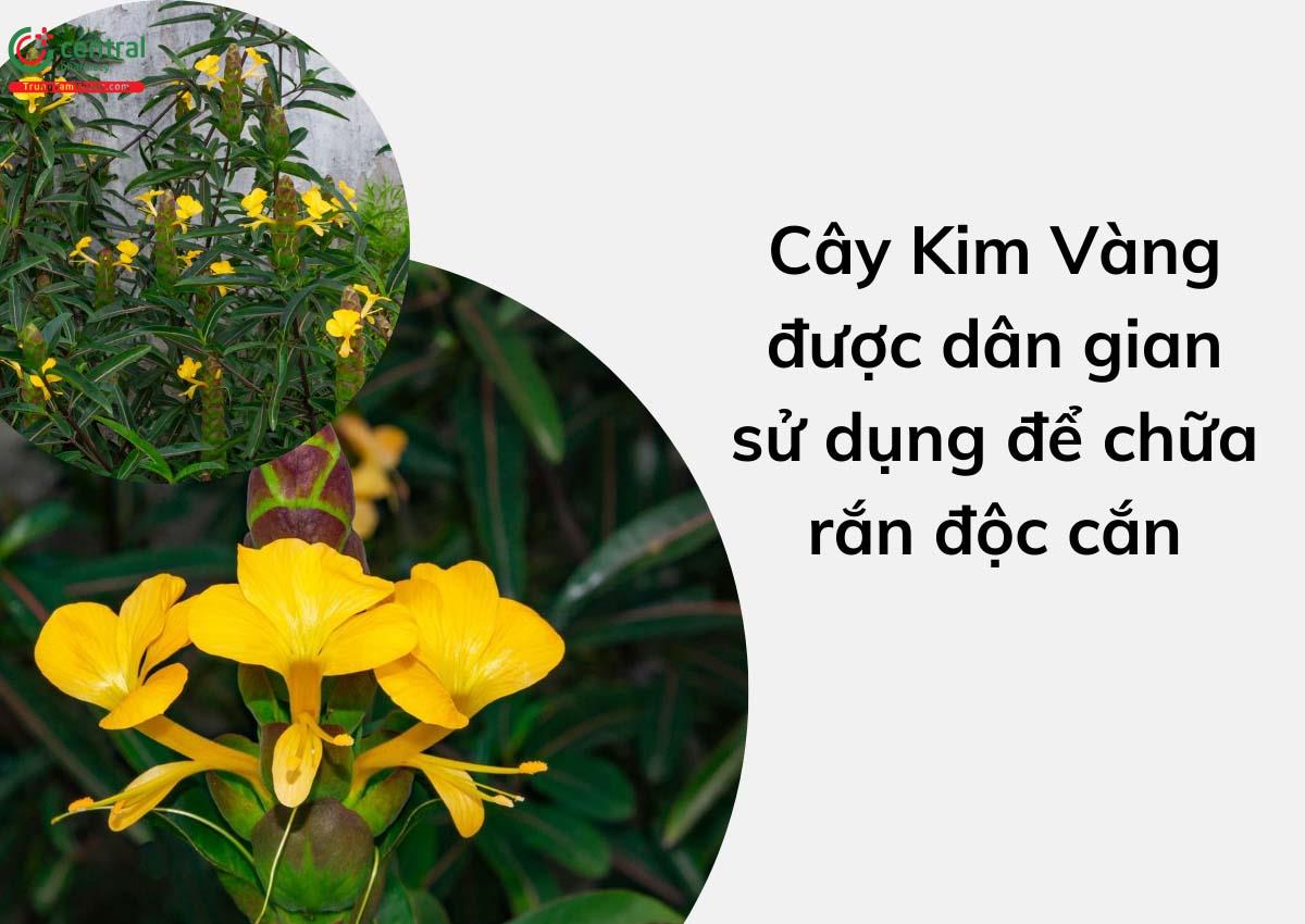 Cây Kim Vàng được sử dụng để chữa rắn độc cắn