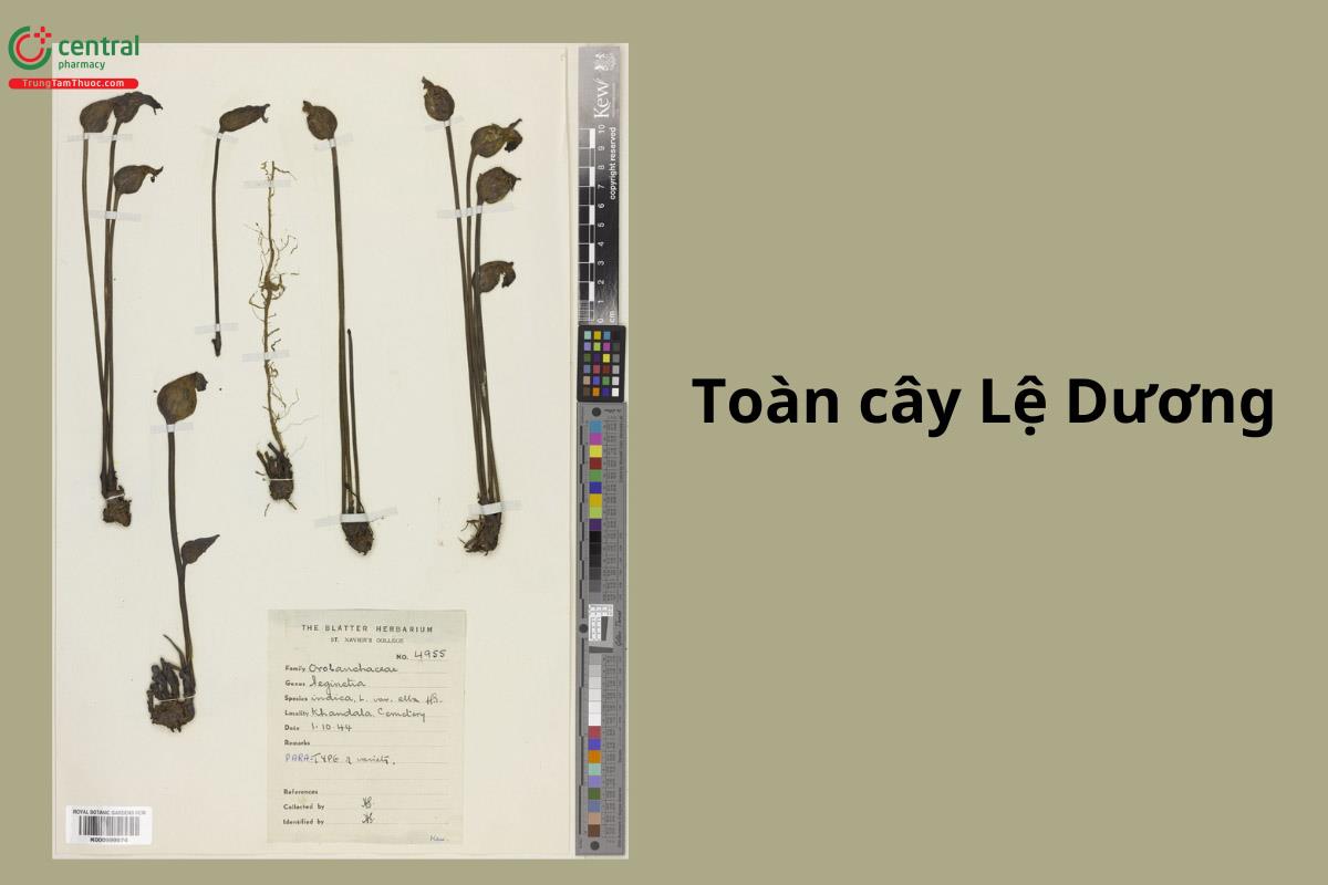 Toàn cây Lệ Dương