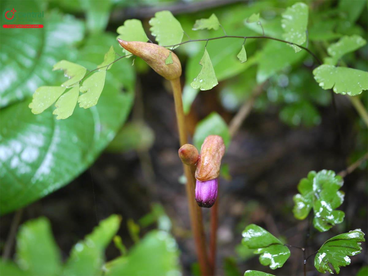 Cây Lệ Dương