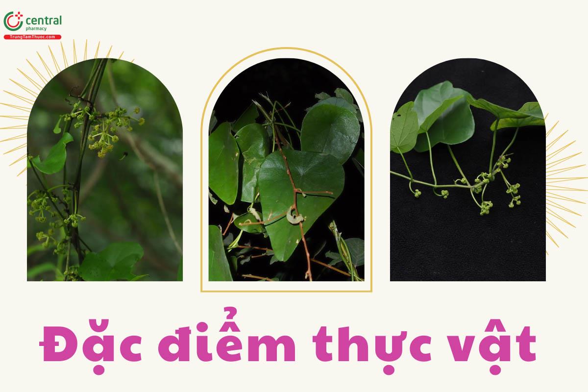 Đặc điểm thực vật của cây Lõi Tiền